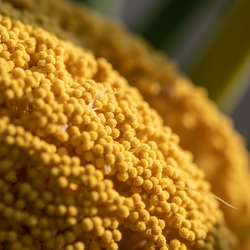 Palm Pollen
